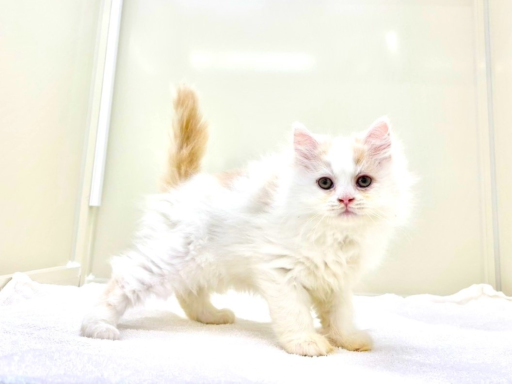 東京都のサイベリアン (かねだい本町田店/2025年10月15日生まれ/男の子/クリームホワイト)の子猫の3枚目の画像