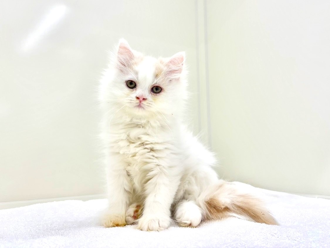 東京都のサイベリアン (かねだい本町田店/2025年10月15日生まれ/男の子/クリームホワイト)の子猫の4枚目の画像