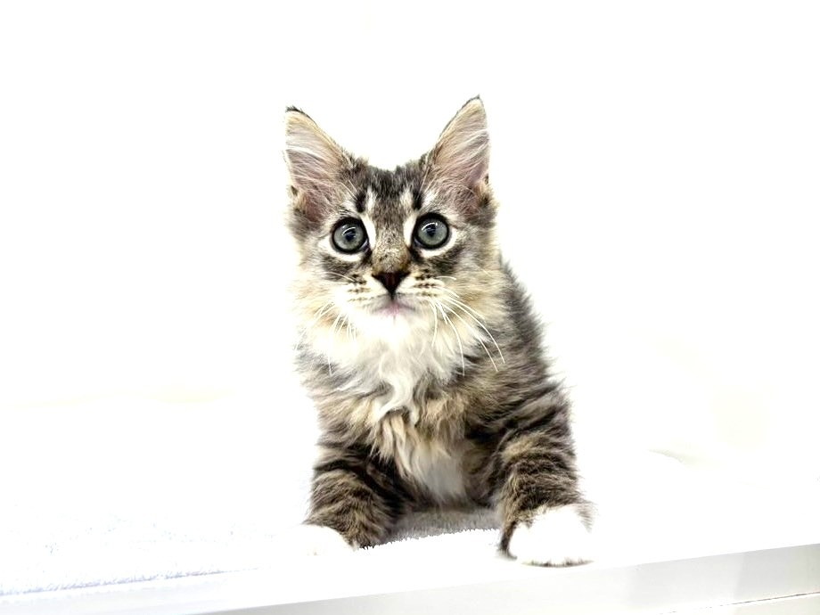 東京都のサイベリアン (かねだい本町田店/2025年10月15日生まれ/男の子/ブラックタビーホワイト)の子猫の1枚目の画像