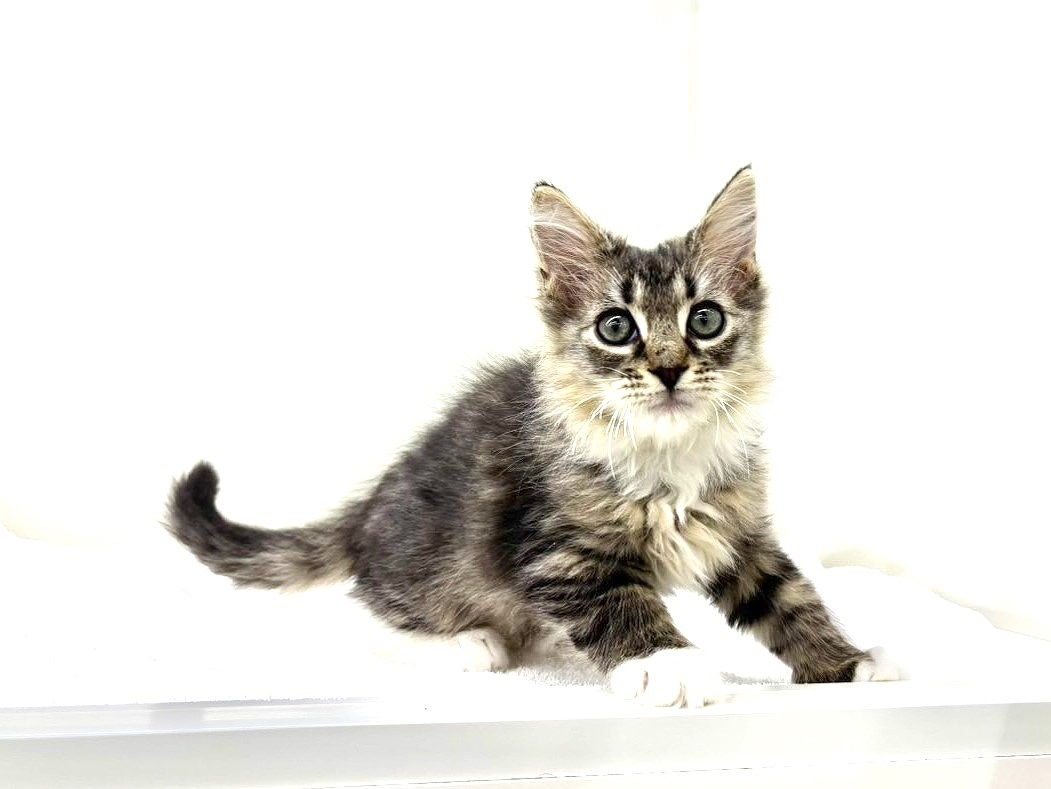 東京都のサイベリアン (かねだい本町田店/2025年10月15日生まれ/男の子/ブラックタビーホワイト)の子猫の2枚目の画像