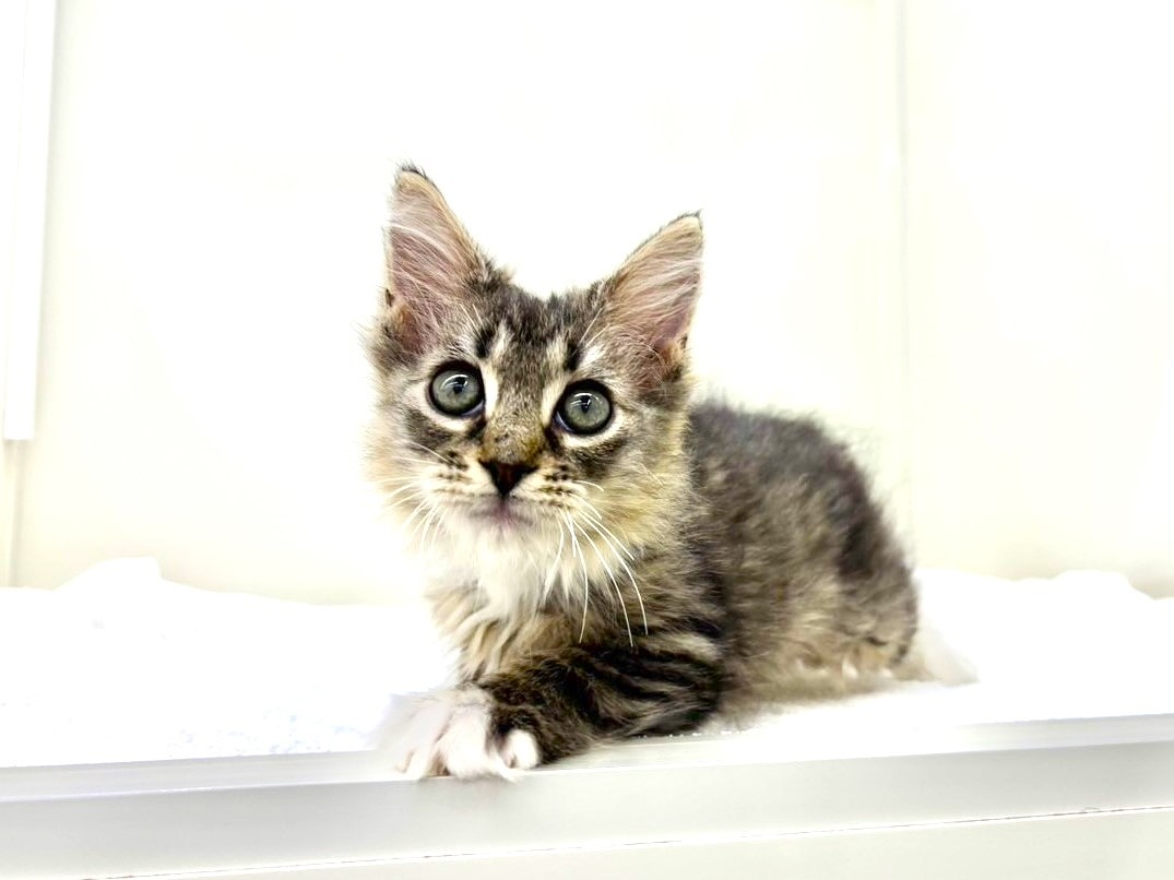 東京都のサイベリアン (かねだい本町田店/2025年10月15日生まれ/男の子/ブラックタビーホワイト)の子猫の3枚目の画像