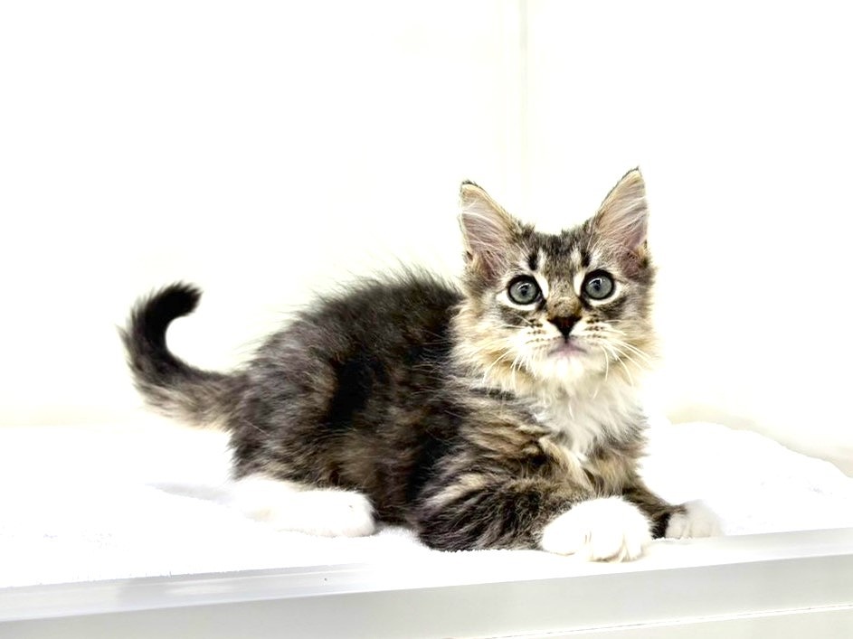 東京都のサイベリアン (かねだい本町田店/2025年10月15日生まれ/男の子/ブラックタビーホワイト)の子猫の4枚目の画像