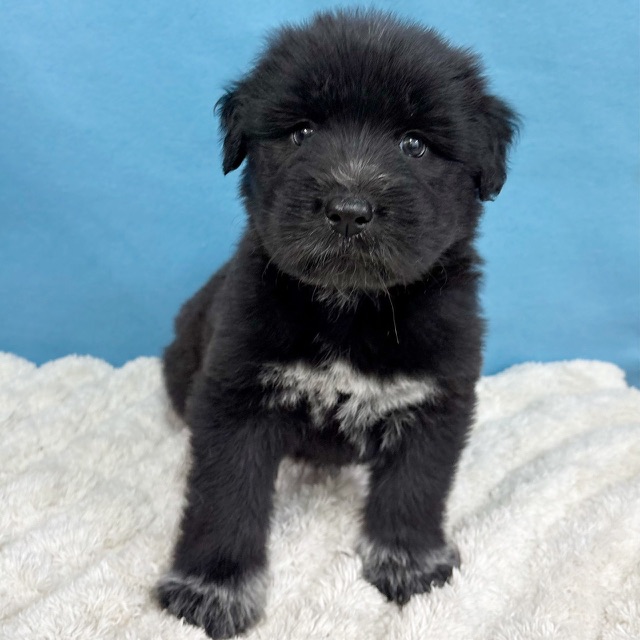 千葉県のハーフ犬・ミックス犬 (かねだい四街道店/2025年10月15日生まれ/女の子/ブラックホワイト)の子犬の1枚目の画像