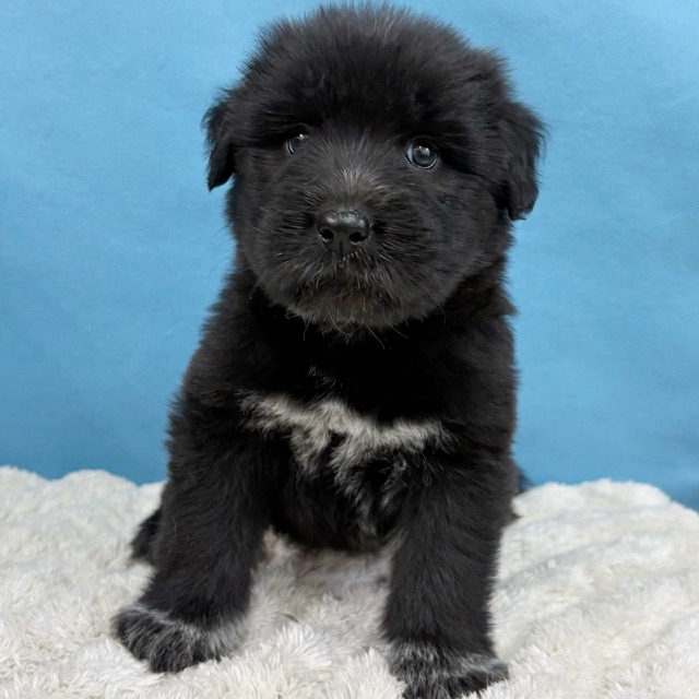 千葉県のハーフ犬・ミックス犬 (かねだい四街道店/2025年10月15日生まれ/女の子/ブラックホワイト)の子犬の2枚目の画像