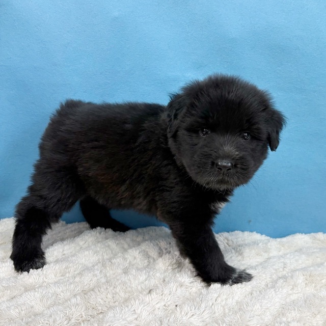 千葉県のハーフ犬・ミックス犬 (かねだい四街道店/2025年10月15日生まれ/女の子/ブラックホワイト)の子犬の3枚目の画像