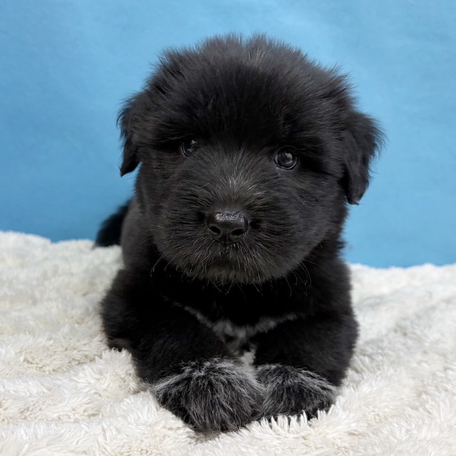 千葉県のハーフ犬・ミックス犬 (かねだい四街道店/2025年10月15日生まれ/女の子/ブラックホワイト)の子犬の4枚目の画像