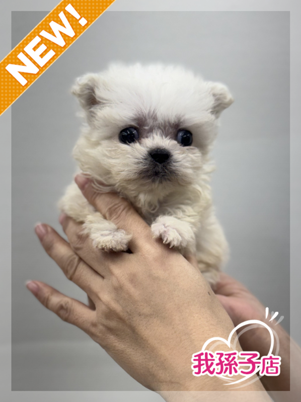 千葉県のマルプー(マルチーズ×プードル) (かねだい我孫子店/2025年10月18日生まれ/男の子/ホワイト)の子犬