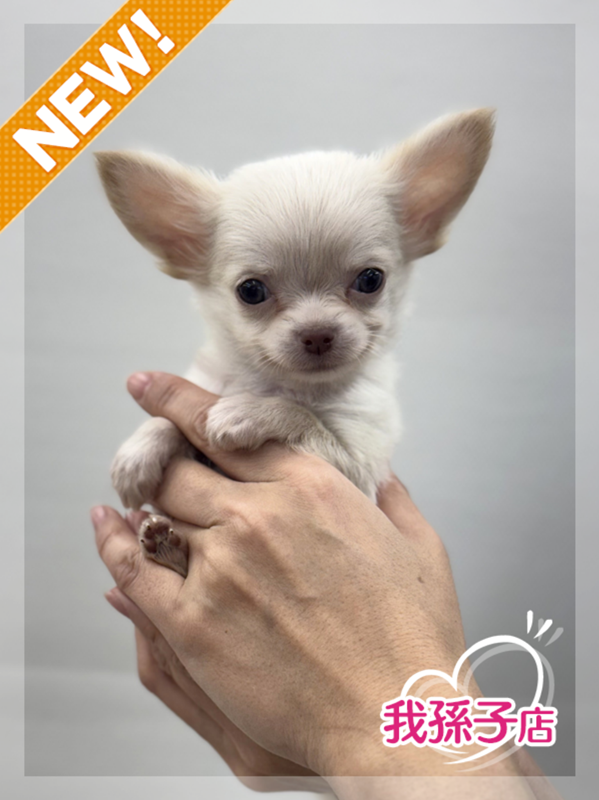 千葉県のチワワ(ロング) (かねだい我孫子店/2025年10月10日生まれ/男の子/クリーム)の子犬