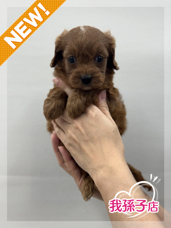 千葉県のキャバプー(キャバリア×プードル) (かねだい我孫子店/2025年10月19日生まれ/男の子/レッド)の子犬