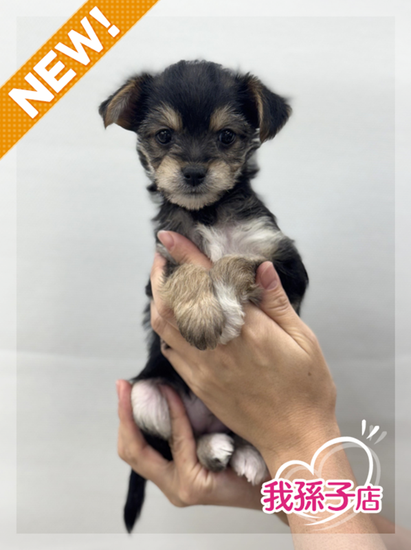 千葉県のヨーチー/チワキー/チワヨーキー(ヨークシャーテリア×チワワ) (かねだい我孫子店/2025年10月17日生まれ/女の子/その他色)の子犬