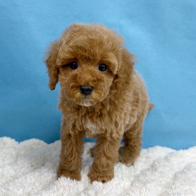 千葉県のトイプードル(トイ) (かねだい四街道店/2025年10月16日生まれ/男の子/レッド)の子犬の1枚目の画像