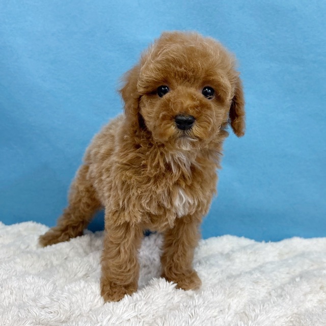 千葉県のトイプードル(トイ) (かねだい四街道店/2025年10月16日生まれ/男の子/レッド)の子犬の2枚目の画像