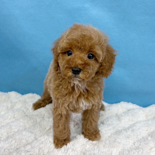 千葉県のトイプードル(トイ) (かねだい四街道店/2025年10月16日生まれ/男の子/レッド)の子犬の3枚目の画像