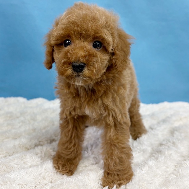 千葉県のトイプードル(トイ) (かねだい四街道店/2025年10月16日生まれ/男の子/レッド)の子犬の4枚目の画像