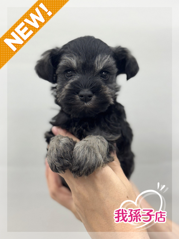 千葉県のミニチュアシュナウザー (かねだい我孫子店/2025年10月18日生まれ/男の子/ブラックシルバー)の子犬