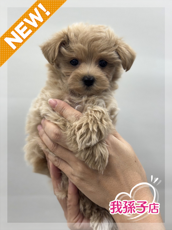 千葉県のマルプー(マルチーズ×プードル) (かねだい我孫子店/2025年10月17日生まれ/男の子/アプリコット)の子犬の1枚目の画像