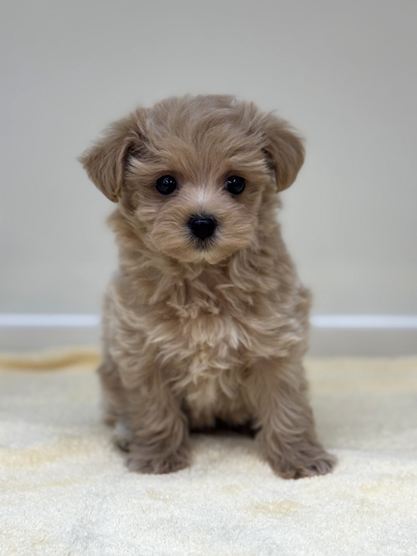 千葉県のマルプー(マルチーズ×プードル) (かねだい我孫子店/2025年10月17日生まれ/男の子/アプリコット)の子犬の2枚目の画像