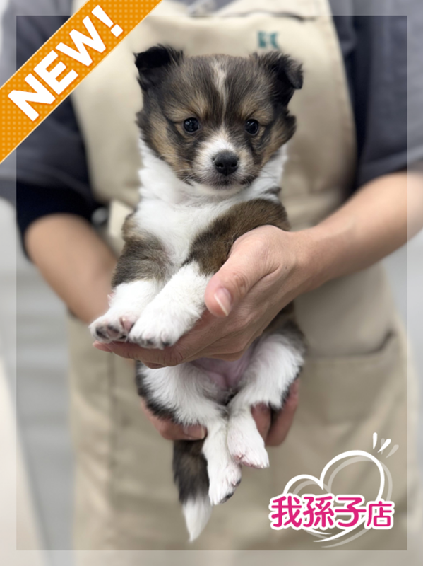 千葉県のハーフ犬・ミックス犬 (かねだい我孫子店/2025年10月18日生まれ/女の子/その他色)の子犬の1枚目の画像