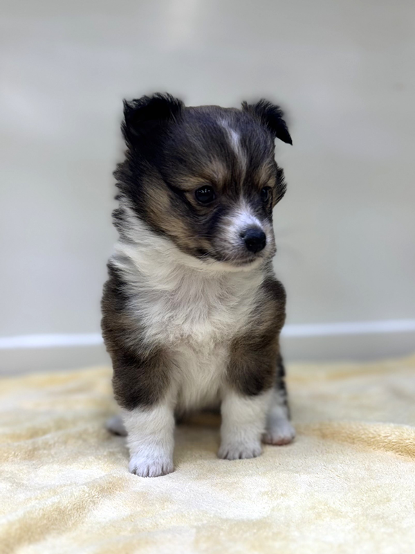 千葉県のハーフ犬・ミックス犬 (かねだい我孫子店/2025年10月18日生まれ/女の子/その他色)の子犬の2枚目の画像