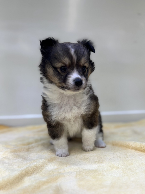 千葉県のハーフ犬・ミックス犬 (かねだい我孫子店/2025年10月18日生まれ/女の子/その他色)の子犬の3枚目の画像