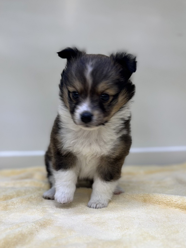 千葉県のハーフ犬・ミックス犬 (かねだい我孫子店/2025年10月18日生まれ/女の子/その他色)の子犬の4枚目の画像