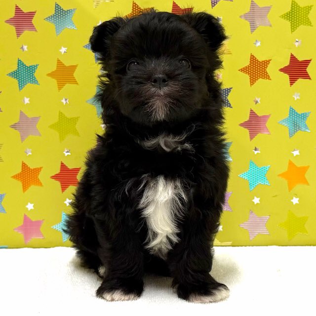 東京都のハーフ犬・ミックス犬 (かねだい足立店/2025年10月19日生まれ/男の子/ブラックホワイト)の子犬の2枚目の画像