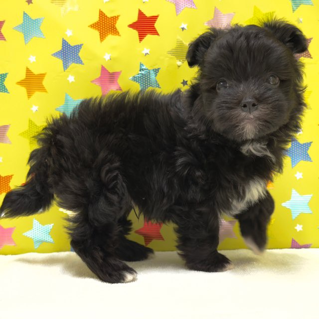 東京都のハーフ犬・ミックス犬 (かねだい足立店/2025年10月19日生まれ/男の子/ブラックホワイト)の子犬の3枚目の画像