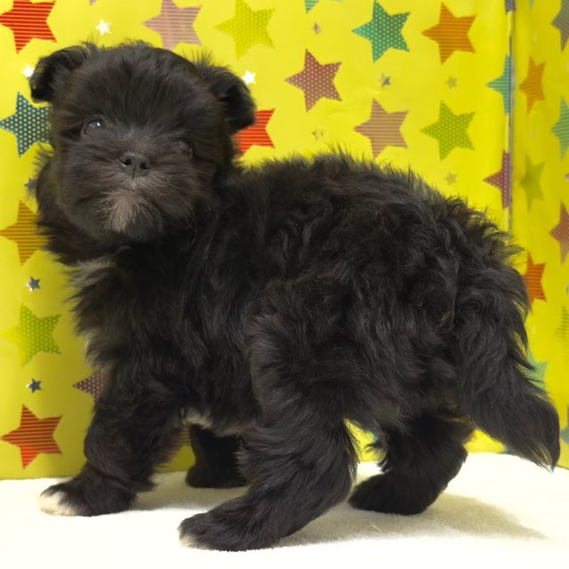 東京都のハーフ犬・ミックス犬 (かねだい足立店/2025年10月19日生まれ/男の子/ブラックホワイト)の子犬の4枚目の画像