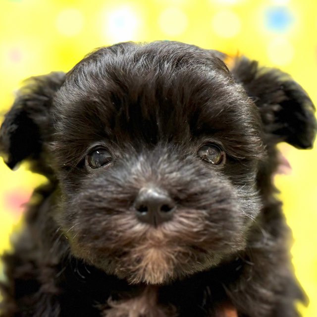 東京都のハーフ犬・ミックス犬 (かねだい足立店/2025年10月19日生まれ/男の子/ブラックホワイト)の子犬