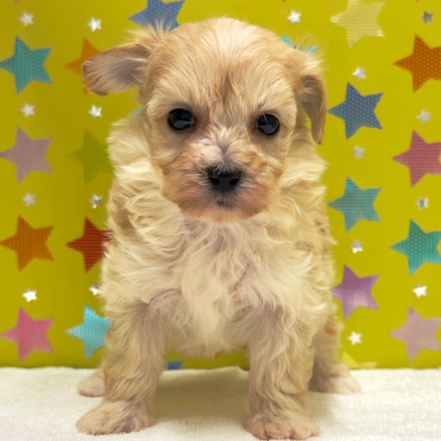 東京都のハーフ犬・ミックス犬 (かねだい足立店/2025年10月15日生まれ/男の子/アプリコット)の子犬の2枚目の画像