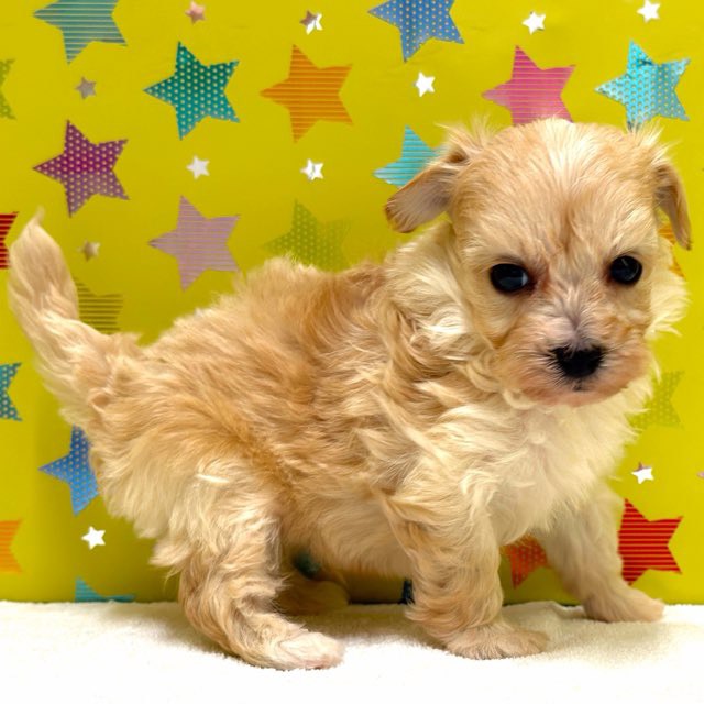 東京都のハーフ犬・ミックス犬 (かねだい足立店/2025年10月15日生まれ/男の子/アプリコット)の子犬の3枚目の画像