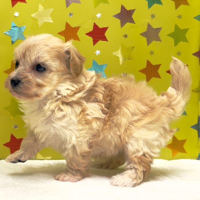 東京都のハーフ犬・ミックス犬 (かねだい足立店/2025年10月15日生まれ/男の子/アプリコット)の子犬の4枚目の画像