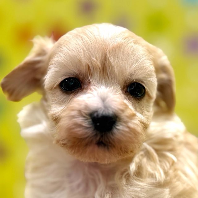 東京都のハーフ犬・ミックス犬 (かねだい足立店/2025年10月15日生まれ/男の子/アプリコット)の子犬