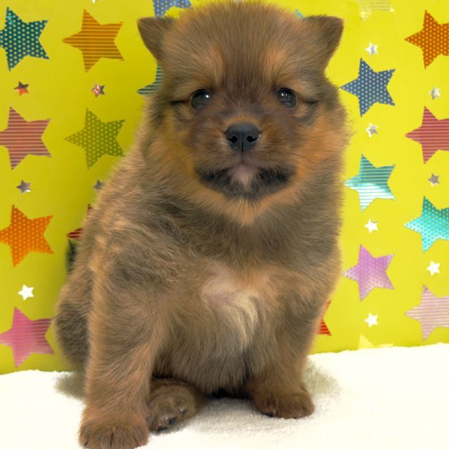 東京都のハーフ犬・ミックス犬 (かねだい足立店/2025年10月18日生まれ/男の子/セーブル)の子犬の2枚目の画像