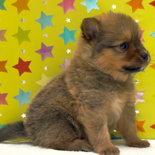 東京都のハーフ犬・ミックス犬 (かねだい足立店/2025年10月18日生まれ/男の子/セーブル)の子犬の3枚目の画像