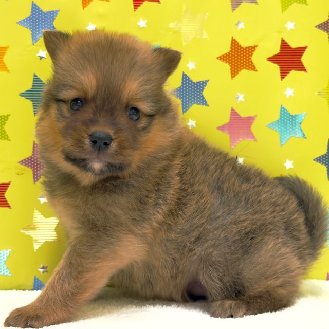 東京都のハーフ犬・ミックス犬 (かねだい足立店/2025年10月18日生まれ/男の子/セーブル)の子犬の4枚目の画像