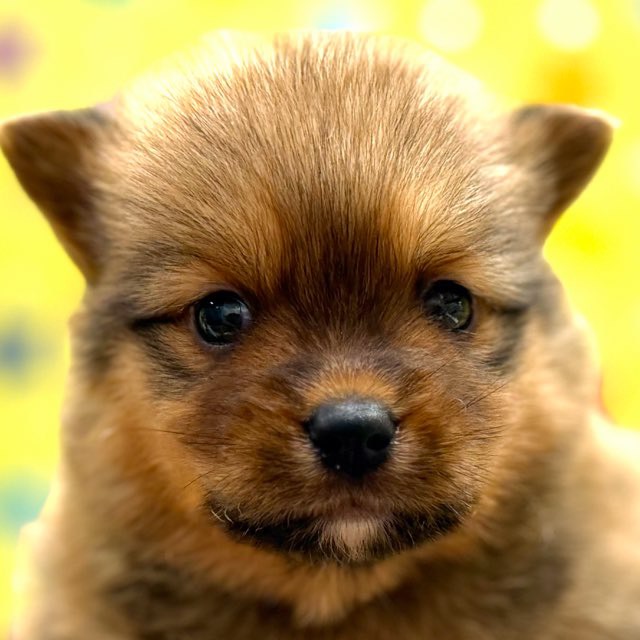 東京都のハーフ犬・ミックス犬 (かねだい足立店/2025年10月18日生まれ/男の子/セーブル)の子犬