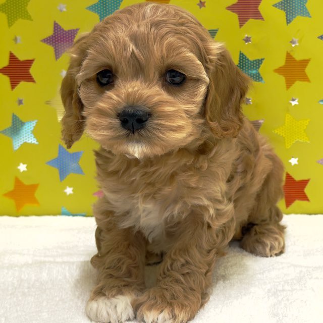 東京都のハーフ犬・ミックス犬 (かねだい足立店/2025年10月18日生まれ/男の子/その他色)の子犬の2枚目の画像