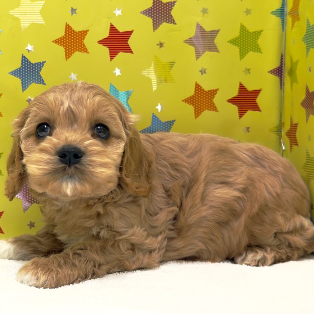 東京都のハーフ犬・ミックス犬 (かねだい足立店/2025年10月18日生まれ/男の子/その他色)の子犬の3枚目の画像