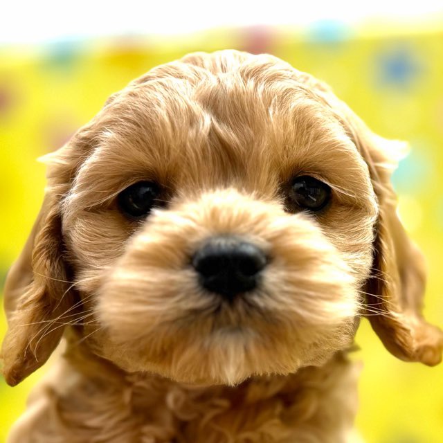 東京都のハーフ犬・ミックス犬 (かねだい足立店/2025年10月18日生まれ/男の子/その他色)の子犬の1枚目の画像