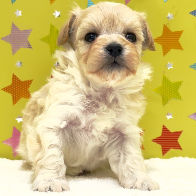 東京都のハーフ犬・ミックス犬 (かねだい足立店/2025年10月18日生まれ/女の子/アプリコット)の子犬の2枚目の画像