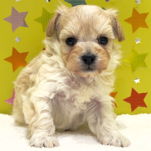 東京都のハーフ犬・ミックス犬 (かねだい足立店/2025年10月18日生まれ/女の子/アプリコット)の子犬の3枚目の画像