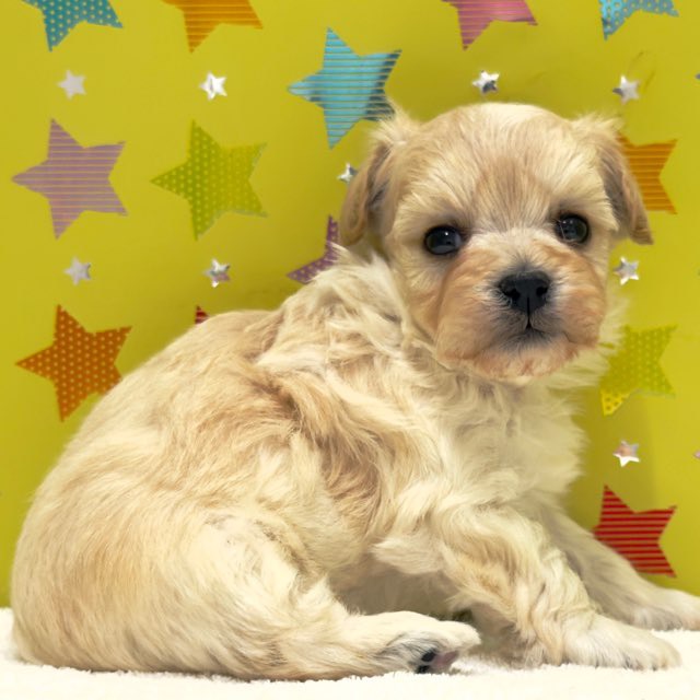 東京都のハーフ犬・ミックス犬 (かねだい足立店/2025年10月18日生まれ/女の子/アプリコット)の子犬の4枚目の画像