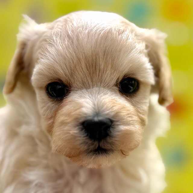 東京都のハーフ犬・ミックス犬 (かねだい足立店/2025年10月18日生まれ/女の子/アプリコット)の子犬