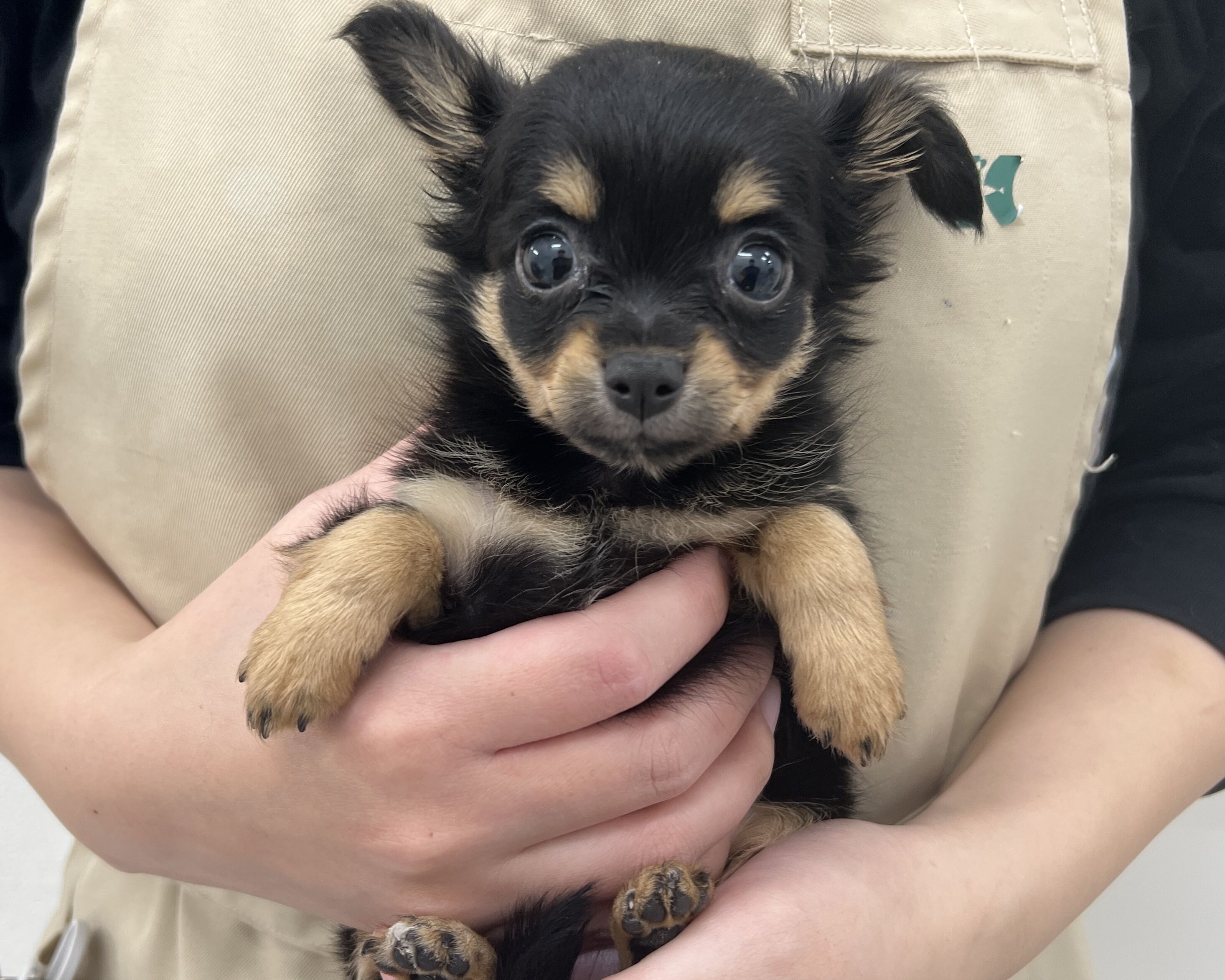 千葉県のチワワ(ロング) (かねだい千葉店/2025年10月17日生まれ/女の子/ブラックタン)の子犬