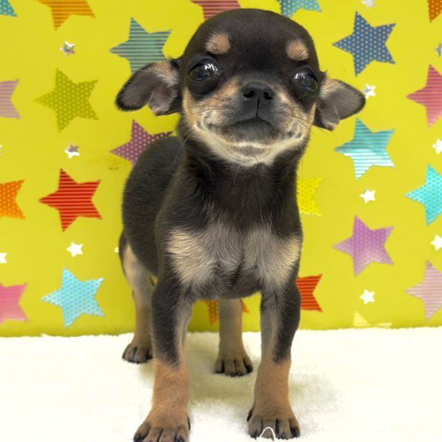 東京都のチワワ(スムース) (かねだい足立店/2025年10月18日生まれ/女の子/ブラックタンホワイト)の子犬の2枚目の画像