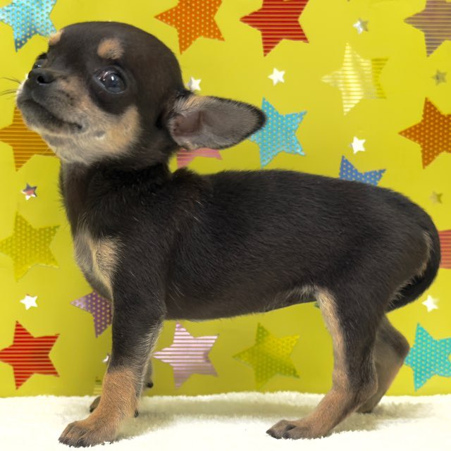 東京都のチワワ(スムース) (かねだい足立店/2025年10月18日生まれ/女の子/ブラックタンホワイト)の子犬の3枚目の画像