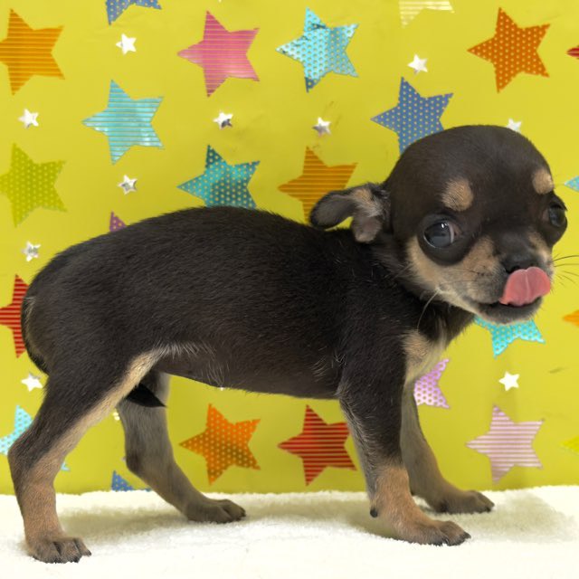 東京都のチワワ(スムース) (かねだい足立店/2025年10月18日生まれ/女の子/ブラックタンホワイト)の子犬の4枚目の画像