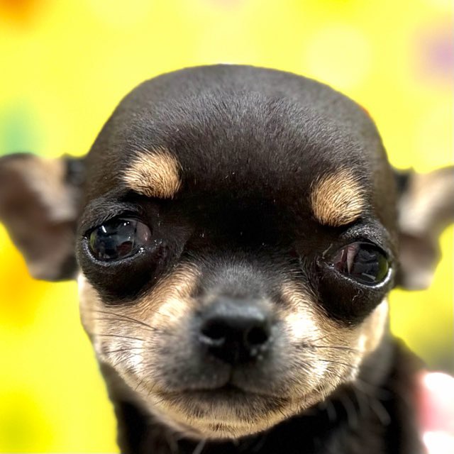 東京都のチワワ(スムース) (かねだい足立店/2025年10月18日生まれ/女の子/ブラックタンホワイト)の子犬の1枚目の画像