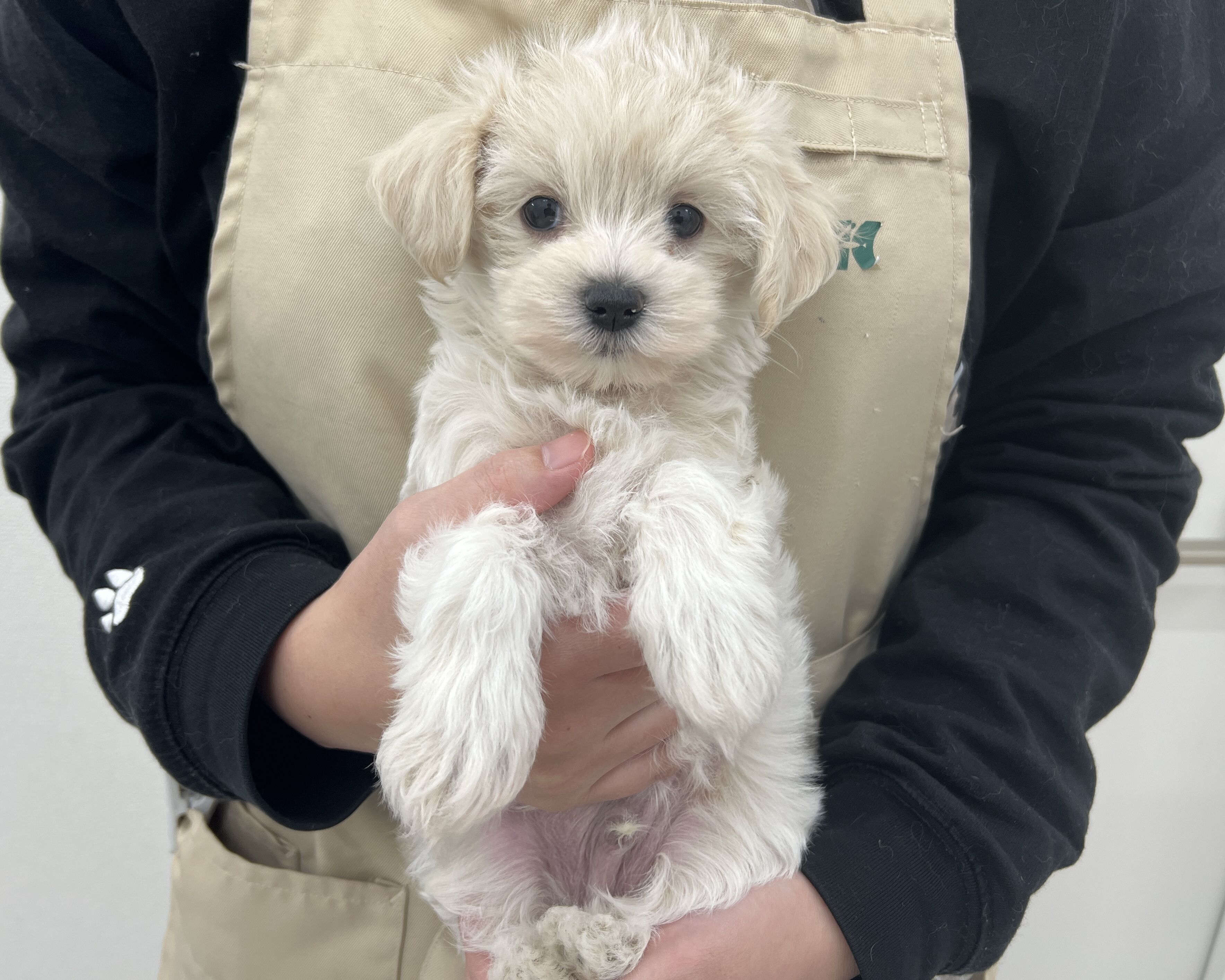 千葉県のマルプー(マルチーズ×プードル) (かねだい千葉店/2025年10月19日生まれ/男の子/クリーム)の子犬の1枚目の画像